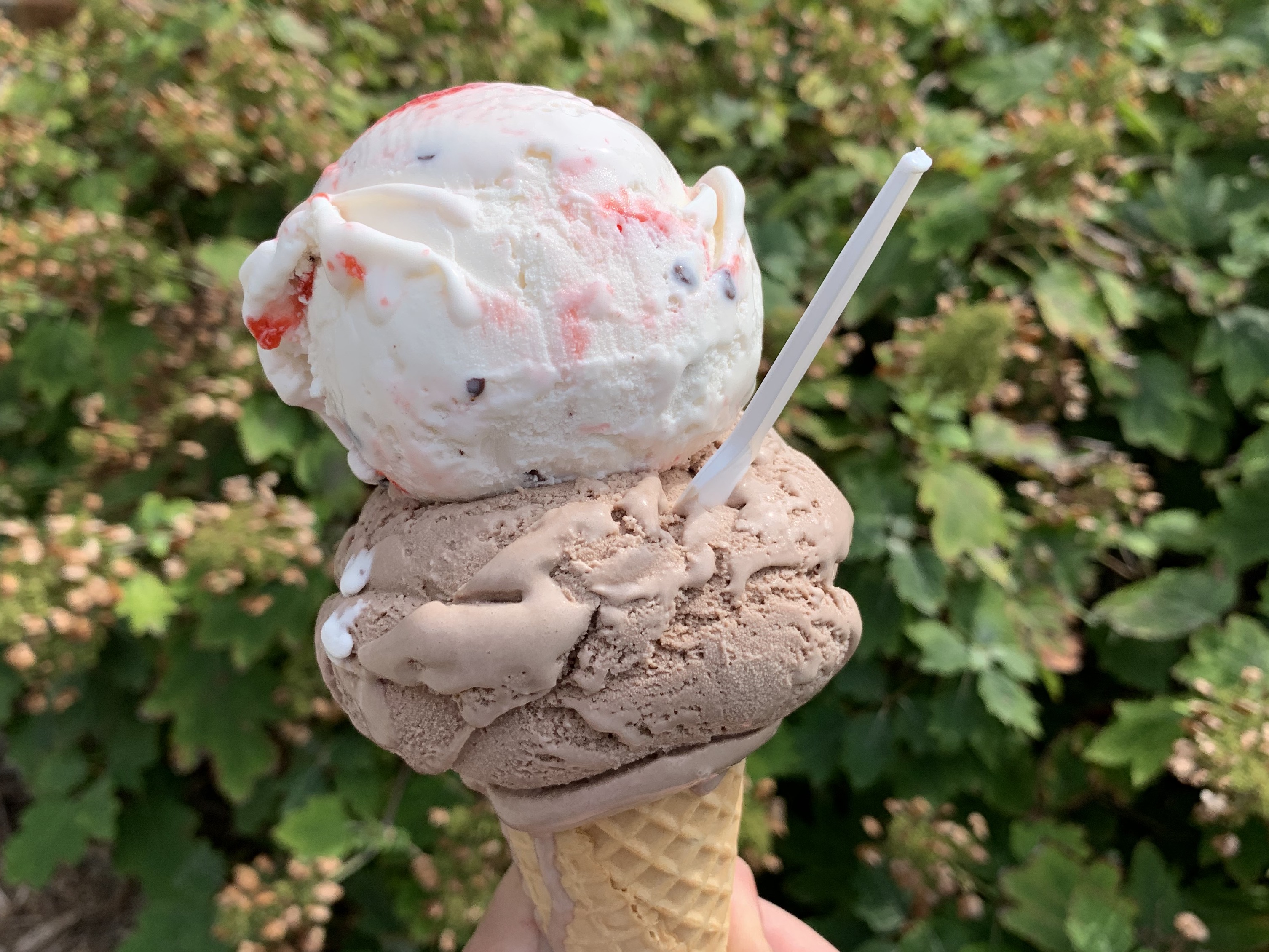 Take study break. Enjoy gelato at Abel Dining Center or ice cream at the Dairy Store.