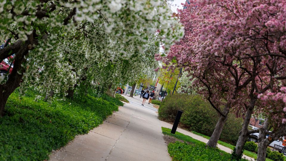 Trees blossom along the walkway outside Canfield Administration building.