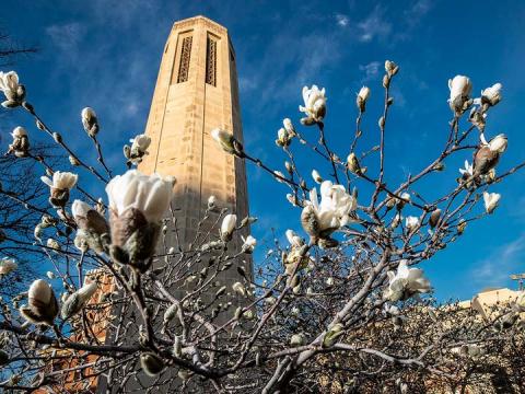 Magnolia blooms near Mueller Tower on the University of Nebraska–Lincoln's City Campus. Huskers seeking to give hope by giving back to the campus and greater-Lincoln community have a variety of options.