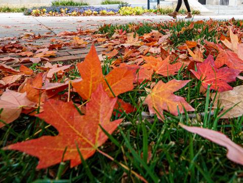 Leaves blanket the grass between Love Library and Andrews Hall at the University of Nebraska–Lincoln. [Criag Chandler | University Communication]