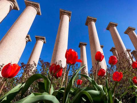 Spring tulips in front of columns