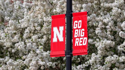 Nebraska N Banners are surrounded by white spring blossoms from a pear tree. Spring on City Campus. [Photo by Craig Chandler / University Communication]