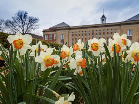 Campus daffodils