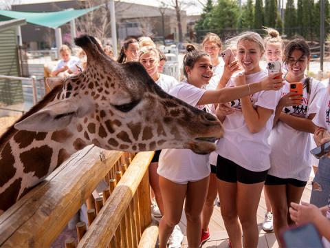Students volunteering at the Lincoln Children's Zoo snap close-up photos with a giraffe .