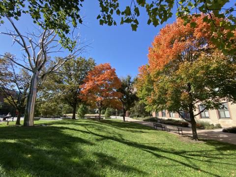 Autumn trees on UNL campus