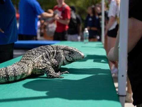 A student hesitates to pet the Komodo Dragon that is a part pf the petting zoo put on my UPC Nebraska and Wildlife Encounters outside the Nebraska Union on Sept. 6, 2022 in Lincoln, NE. [Evan Dondinger | Daily Nebraskan] 
