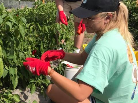 Outdoor community beautification is one of the Lend-A-Hand projects for first-year Huskers on August 22, 2020. 