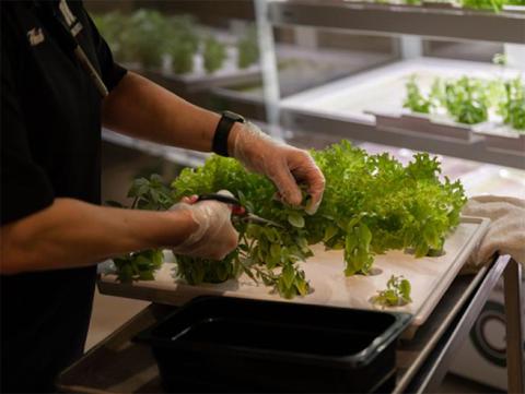 Heidi Schmidt of UNL Dining Services harvests from the micro-farm in the Selleck Dining Hall on Jan. 26, 2023 in Lincoln, Nebraska. [ Evan Dondlinger | Daily Nebraskan]