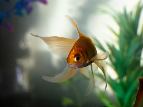 goldfish in an aquarium.